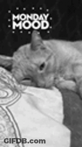 A Black And White Photo Of A Cat Sleeping On A Bed With The Words Monday Mood Written Above It . GIF