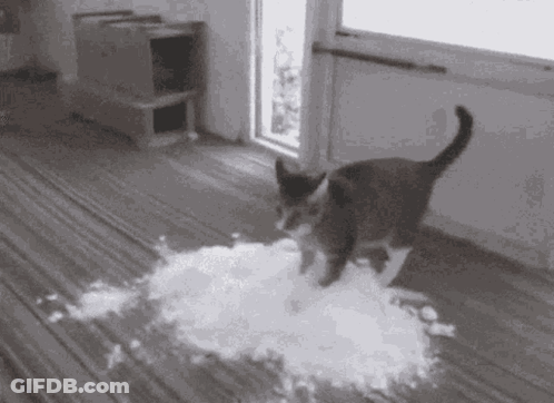 A Black And White Photo Of A Cat Walking On A Carpet . GIF