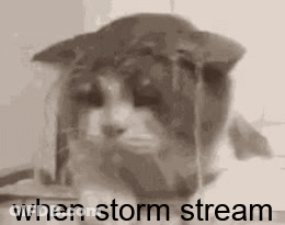 A Black And White Photo Of A Cat Wearing A Hat With The Words `` When Storm Stream '' Written On It . GIF