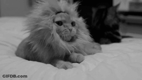 A Black And White Photo Of A Cat Wearing A Lion Costume GIF