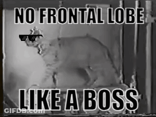 A Black And White Photo Of A Cat Wearing Sunglasses With The Caption " No Frontal Lobe Like A Boss " GIF