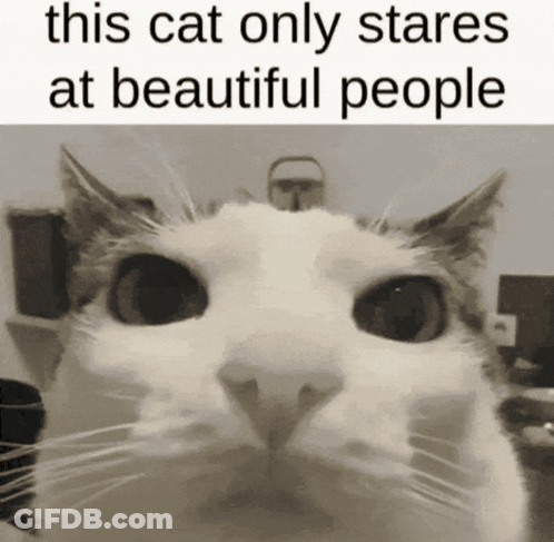 A Black And White Photo Of A Cat With A Caption That Says This Cat Only Stares At Beautiful People GIF