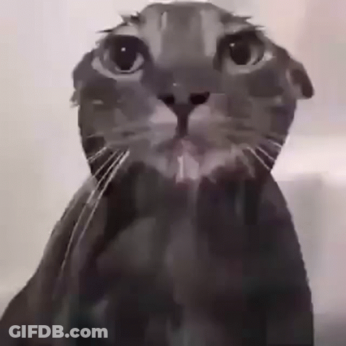 A Black And White Photo Of A Cat With Its Eyes Closed . GIF