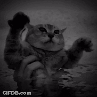 A Black And White Photo Of A Cat With Its Paws In The Air GIF