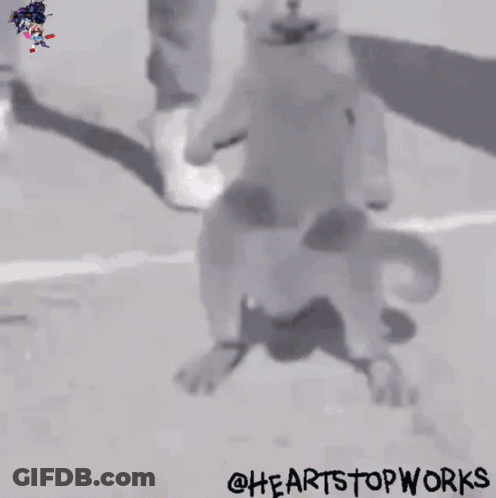 A Black And White Photo Of A Cat With The Words " @Heartstopworks " On The Bottom Right GIF