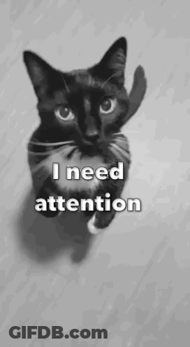 A Black And White Photo Of A Cat With The Words `` I Need Attention '' On It . GIF