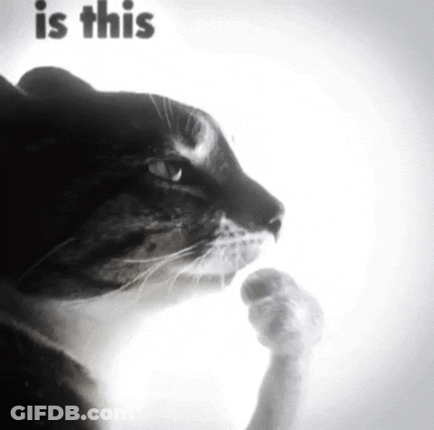 A Black And White Photo Of A Cat With The Words " Is This " On The Bottom GIF