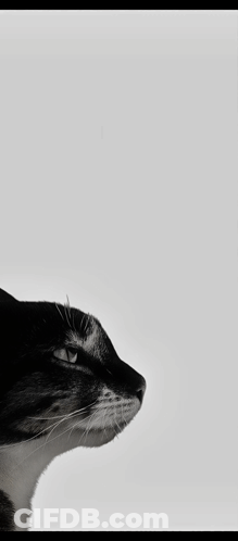 A Black And White Photo Of A Cat With The Words " Is This Ragebait " Below It GIF