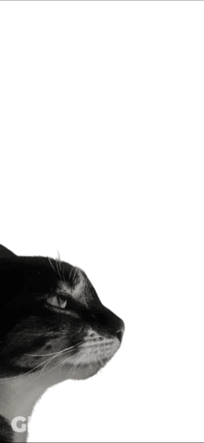 A Black And White Photo Of A Cat With The Words Is This Ragebait Below It GIF