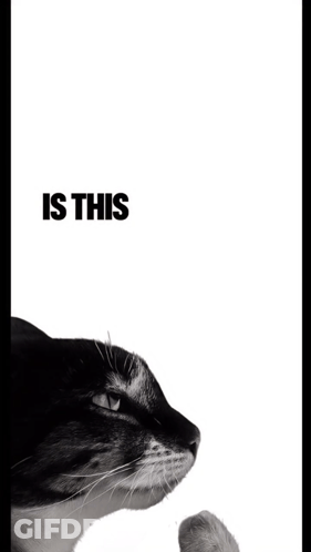 A Black And White Photo Of A Cat With The Words " Is This Ragebait " Below It GIF