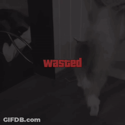 A Black And White Photo Of A Cat With The Words Wasted In Red GIF