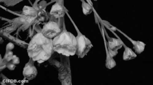 A Black And White Photo Of A Cherry Blossom Tree GIF