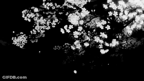 A Black And White Photo Of A Cherry Blossom Tree With Flowers On A Black Background . GIF