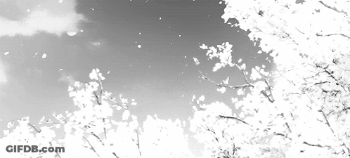 A Black And White Photo Of A Cherry Blossom Tree With Petals Falling From The Branches GIF