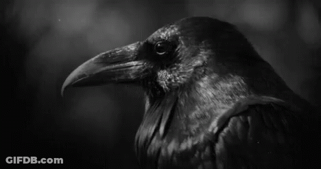 A Black And White Photo Of A Crow 'S Head . GIF