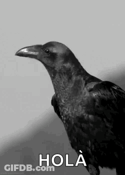 A Black And White Photo Of A Crow Standing Next To A White Wall . GIF