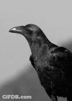 A Black And White Photo Of A Crow With A Long Beak And A Long Neck . GIF