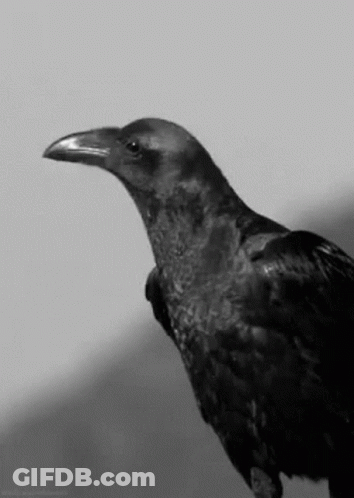 A Black And White Photo Of A Crow With A Long Beak And A Long Neck . GIF
