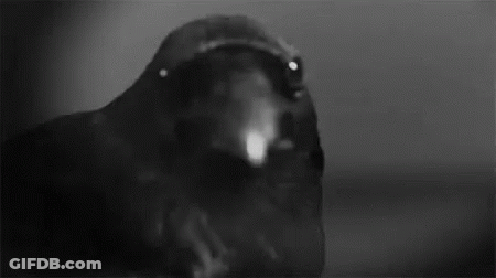 A Black And White Photo Of A Crow With Its Beak Open And Looking At The Camera . GIF