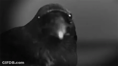 A Black And White Photo Of A Crow With Its Beak Open Looking At The Camera . GIF