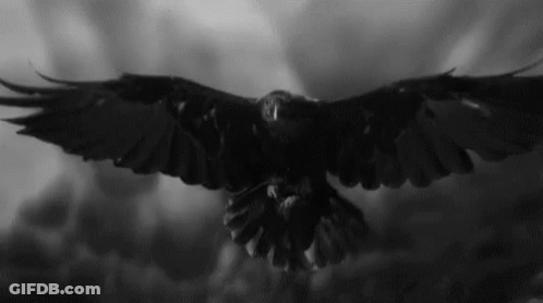 A Black And White Photo Of A Crow With Its Wings Spread GIF
