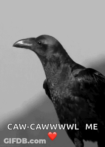 A Black And White Photo Of A Crow With The Words Caw-Cawwwwl Me GIF