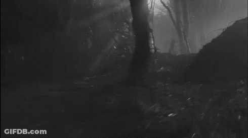 A Black And White Photo Of A Dark Forest With Trees And A Fallen Tree . GIF