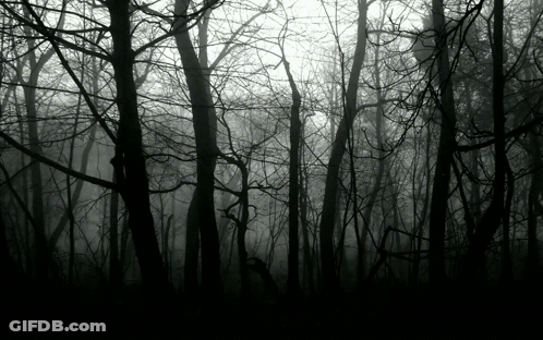 A Black And White Photo Of A Dark Forest With Trees Without Leaves GIF