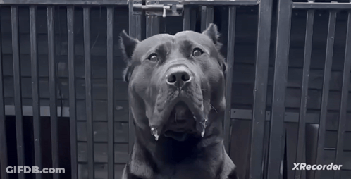 A Black And White Photo Of A Dog In A Cage With Xrecorder In The Corner . GIF