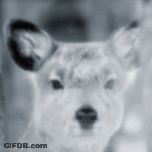 A Black And White Photo Of A Dog 'S Face GIF