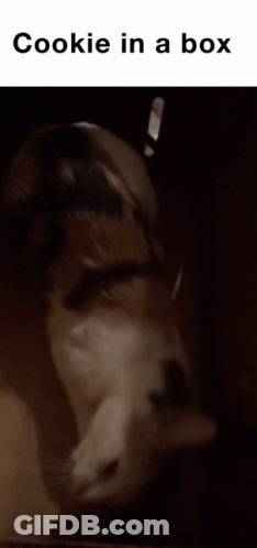 A Black And White Photo Of A Dog With The Words " Cookie In A Box " Below It GIF