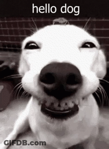 A Black And White Photo Of A Dog With The Words Hello Dog On The Bottom GIF