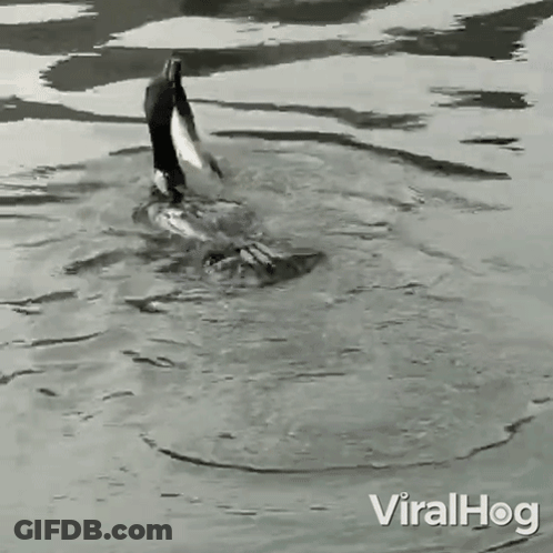 A Black And White Photo Of A Duck Swimming In A Body Of Water With The Words Viralhog On The Bottom GIF