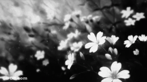 A Black And White Photo Of A Field Of Flowers . GIF