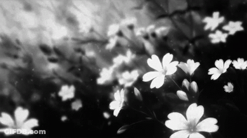 A Black And White Photo Of A Field Of White Flowers GIF