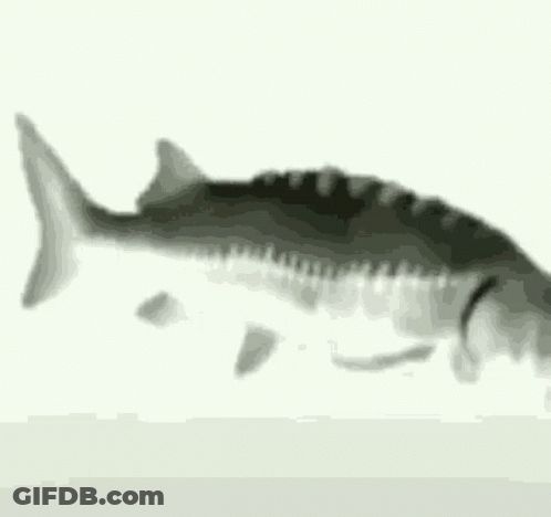 A Black And White Photo Of A Fish With The Words `` Yo Cuando Yo Cuando '' Written Below It . GIF