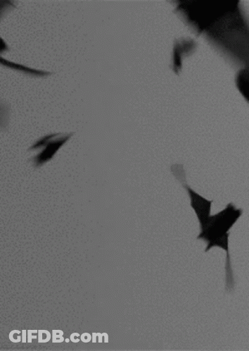 A Black And White Photo Of A Flock Of Bats Flying Through A Cloudy Sky . GIF