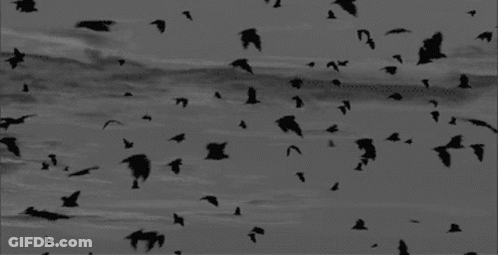 A Black And White Photo Of A Flock Of Birds In The Sky GIF