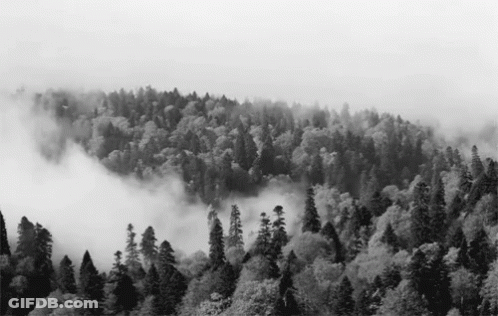 A Black And White Photo Of A Foggy Forest GIF