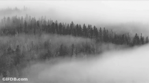 A Black And White Photo Of A Foggy Forest GIF