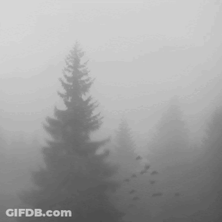 A Black And White Photo Of A Foggy Forest With A Flock Of Birds Flying In The Distance . GIF