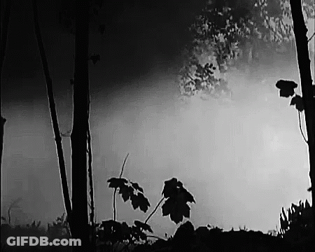 A Black And White Photo Of A Foggy Forest With Trees And Leaves . GIF