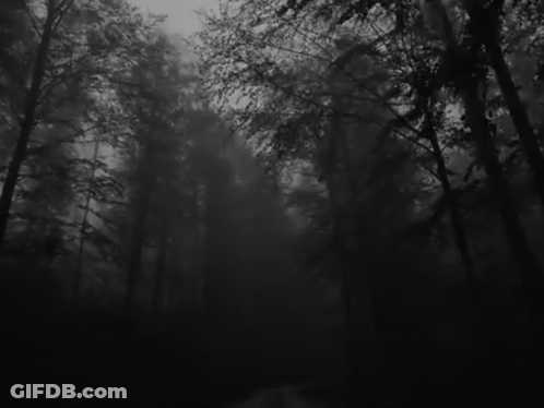 A Black And White Photo Of A Foggy Forest With Trees In The Fog . GIF