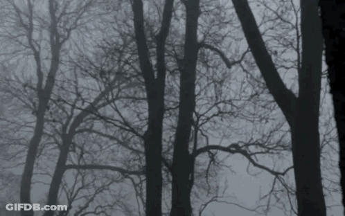 A Black And White Photo Of A Forest With Trees In The Fog GIF