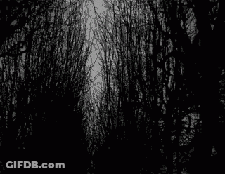 A Black And White Photo Of A Forest With Trees Without Leaves And Branches . GIF