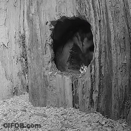 A Black And White Photo Of A Hole In A Tree Stump GIF