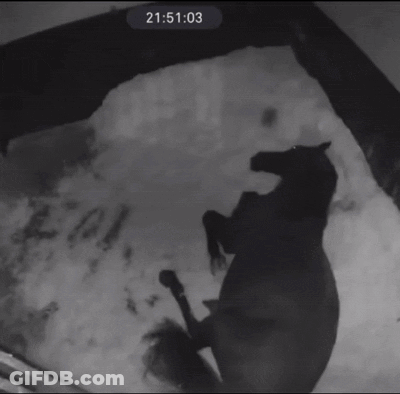 A Black And White Photo Of A Horse Laying Down With The Time Of 02:06:42 GIF