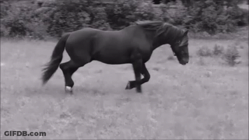 A Black And White Photo Of A Horse Running Through A Grassy Field GIF