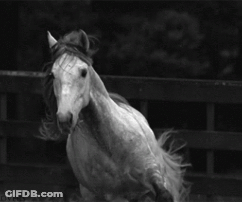 A Black And White Photo Of A Horse With The Word Overs On The Bottom Left GIF