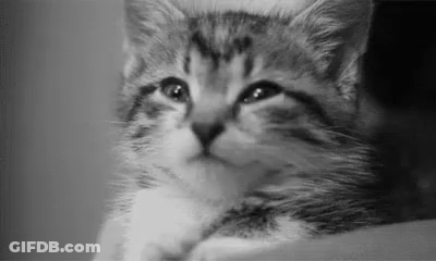 A Black And White Photo Of A Kitten Looking At The Camera In A Person 'S Hand . GIF